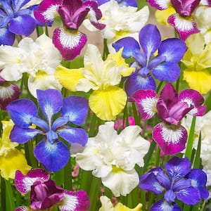 New and Exclusive Iris Siberica Speciality Mixture 339 Roots (5-Set)