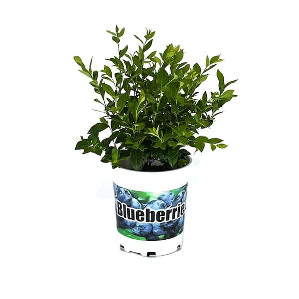 2.5 qt. Legacy Blueberry Live Plant with Sweet Dark and Flavorful Berries 1 each