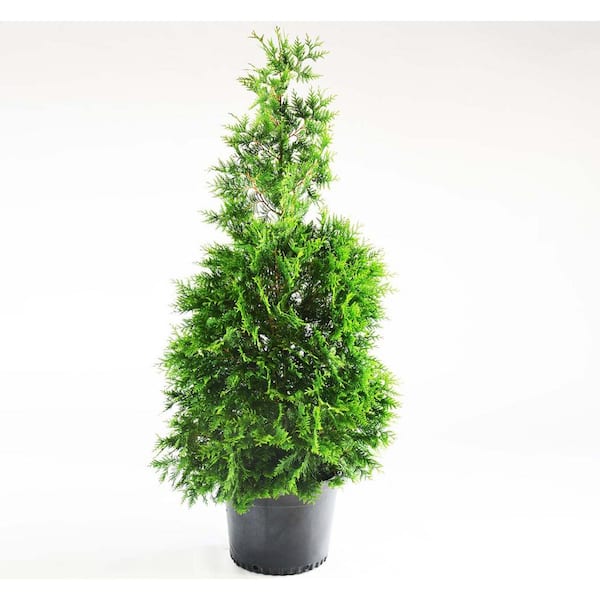 Online Orchards 1 Gal Green Giant Arborvitae Shrub Cfar002 The Home Depot