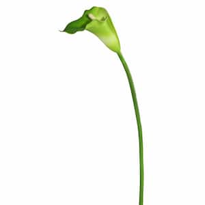 28 in. Artificial White and Green Large Stem Calla Lily