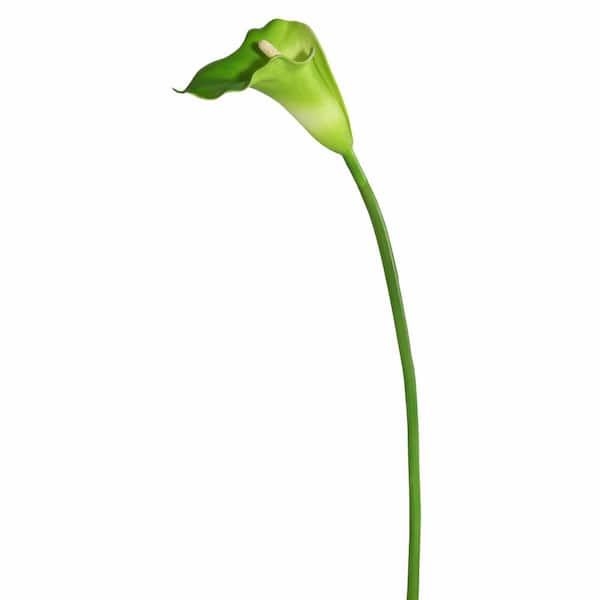 Vickerman 28 in. Artificial White and Green Large Stem Calla Lily