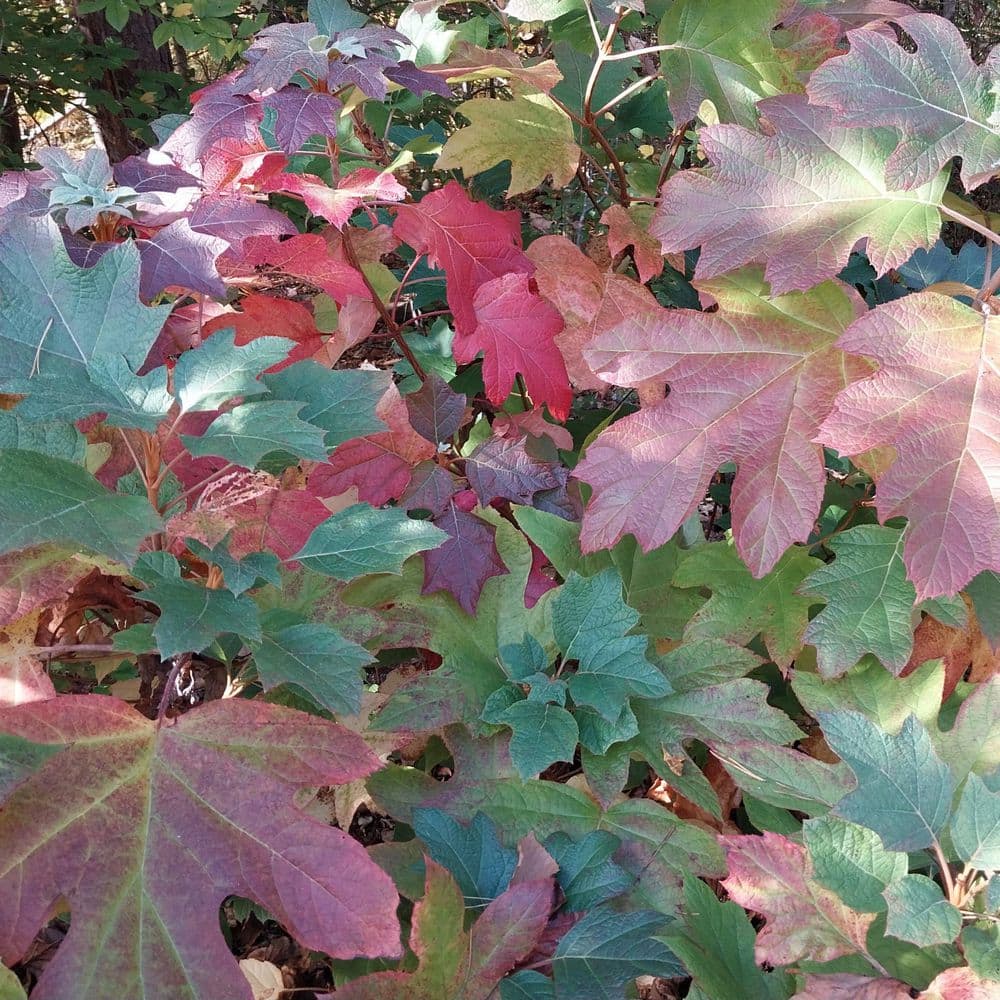 3 gal. Hydrangea Snow Queen Oakleaf Shrub