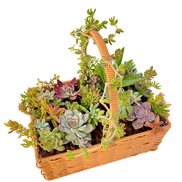 Succulent Cut Flower Planter Wicker Brown Basket for Indoor Gardening, Outdoor Use, Decorative Garden Container