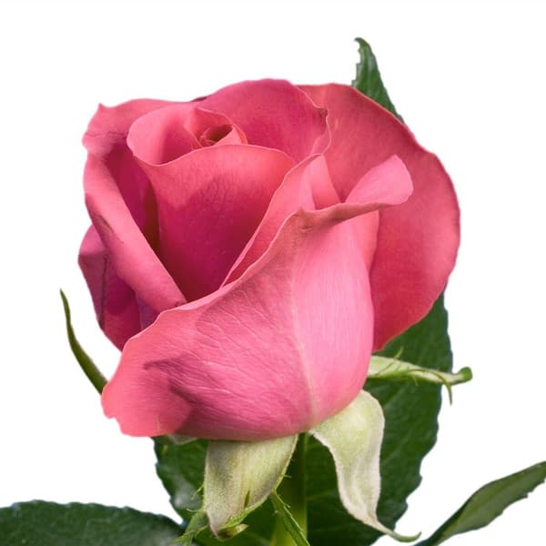 GlobalRose Fresh Pink Roses Bulk (100 Stems)