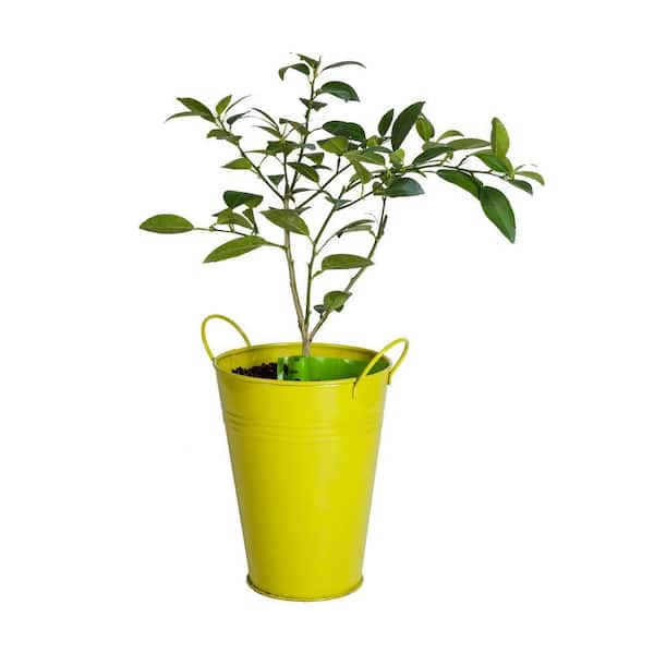 Bloomsz Lime Tree in Decorative Planter