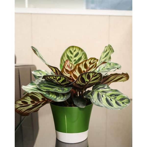 Costa Farms Grower's Choice Calathea Indoor Plant in 6 in. Home Sweet Home Ceramic Planter, Avg. Shipping Height 10 in. Tall