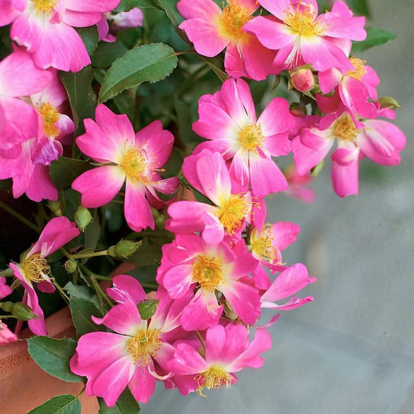 Drift 3 Gal. Drift Rose with Pink Flowers HD2631 - The Home Depot