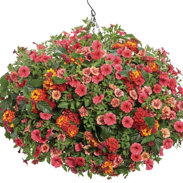 PROVEN WINNERS 4.25 in. Eco+ Grande Superbells Double Vintage