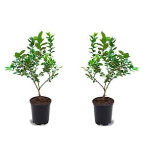 1 Gal. Cold Hardy Polaris Arctic Blueberry Plant (2-Pack)