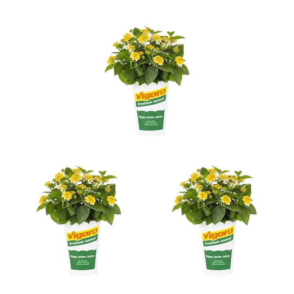 Vigoro 2 qt. Lantana Bandana Lemon Zest Yellow Annual Plant (3-Pack)