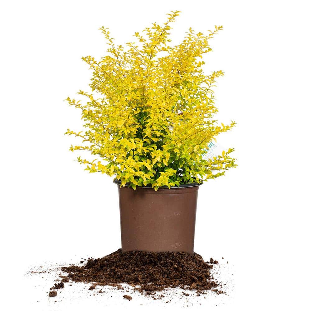 Perfect Plants Sunshine Ligustrum in 3 Gal. Grower's Pot, Beautiful Unique  Foliage THD00320 - The Home Depot