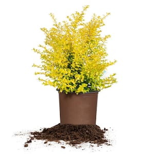16　Sunshine leaves Southern Living Plant Collection Sunshine Ligustrum Accent