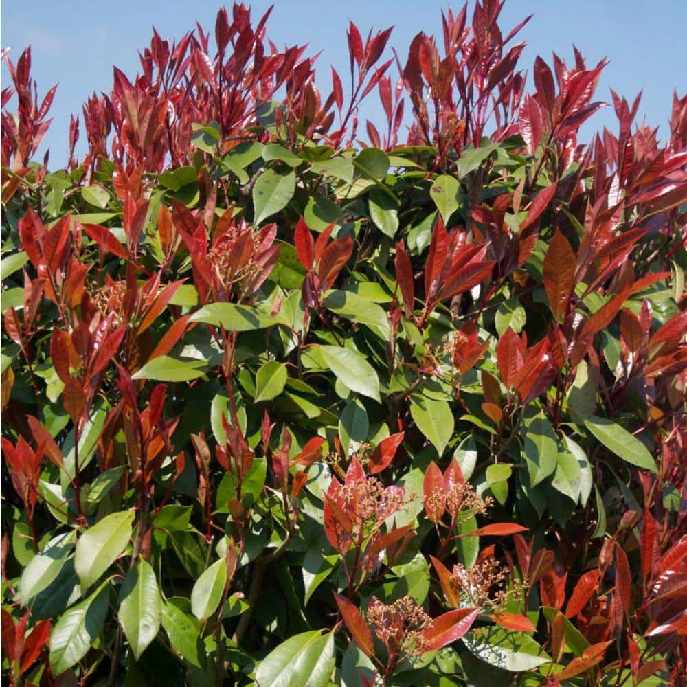 Red Robin Photinia White Flowering Shrub in 6-Inch Planter