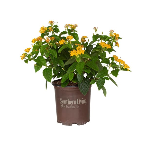 SOUTHERN LIVING 2.5 qt. Golden Yellow Pot of Gold Little Lucky Lantana, Live Perennial/Annual Plant with Reblooming Flowers