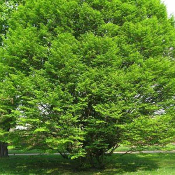 Unbranded 5 Gal. European Hornbeam Flowering Deciduous Tree with Yellow Flowers