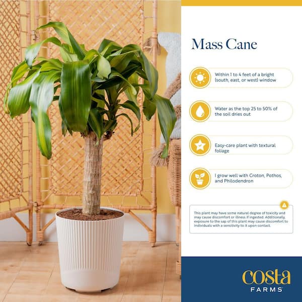 Costa Farms Live Indoor 2ft. Mass Cane, Grower Pot