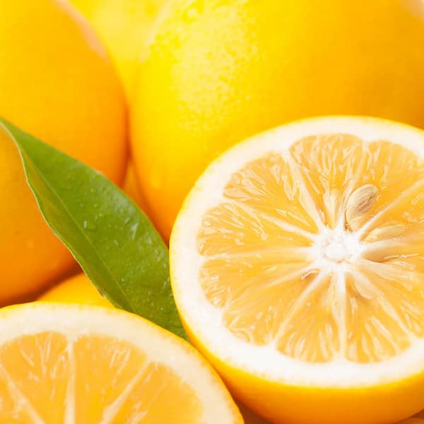 VAN ZYVERDEN Lemon Citrus Tree - Improved Meyer - 1 Plant