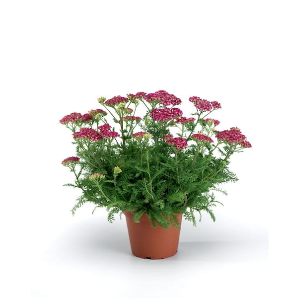 national PLANT NETWORK 3.25 in. Desert Eve Rose Achillea Perennial Plant with Pin.k Flowers 3-Piece