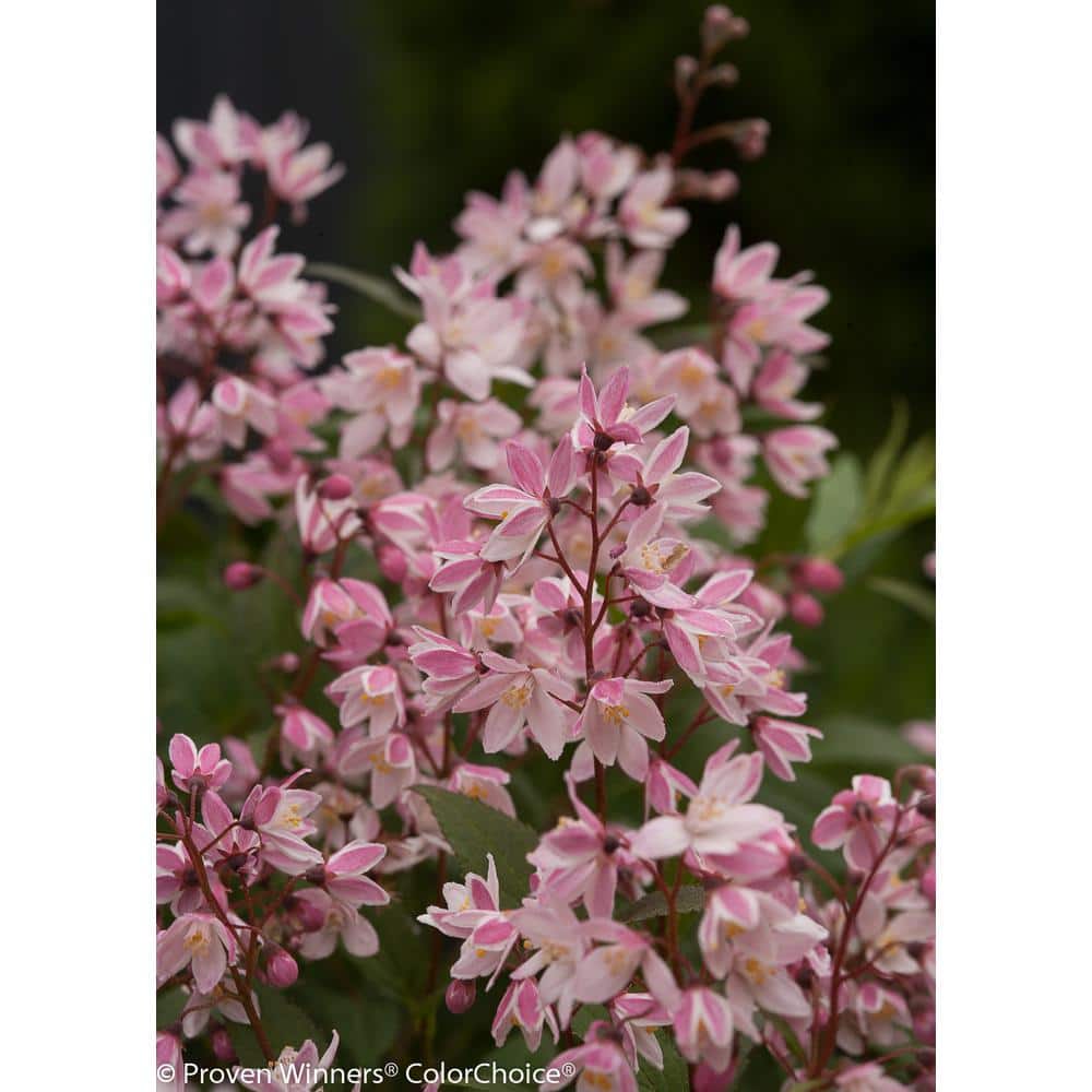 Yuki Cherry Blossom Pink Deutzia Live Shrub in 1 Gallon Container
