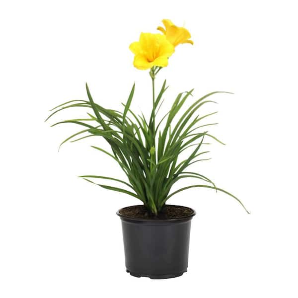 METROLINA GREENHOUSES 2.5 Qt. Big Time Happy Yellow Daylily Plant