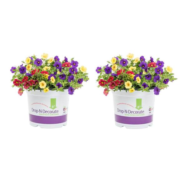 METROLINA GREENHOUSES 3 qt. Drop N Decorate Calibrachoa Hawaiian Hilo ...