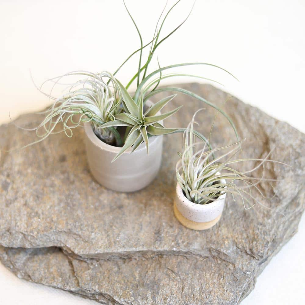 Assorted Tillandsia Air Plants Pack of 12