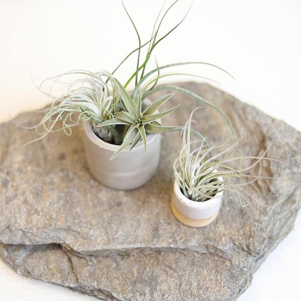 ALTMAN PLANTS Air Plants Assorted Small (12-Pack) 0881150 - The Home Depot