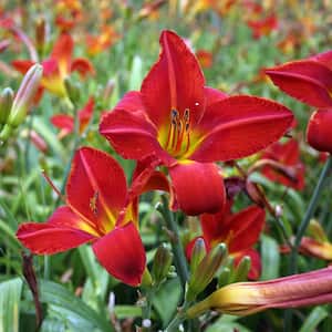 #1 Container 'Rosie Meyer' Daylily Plants (4-Pack)