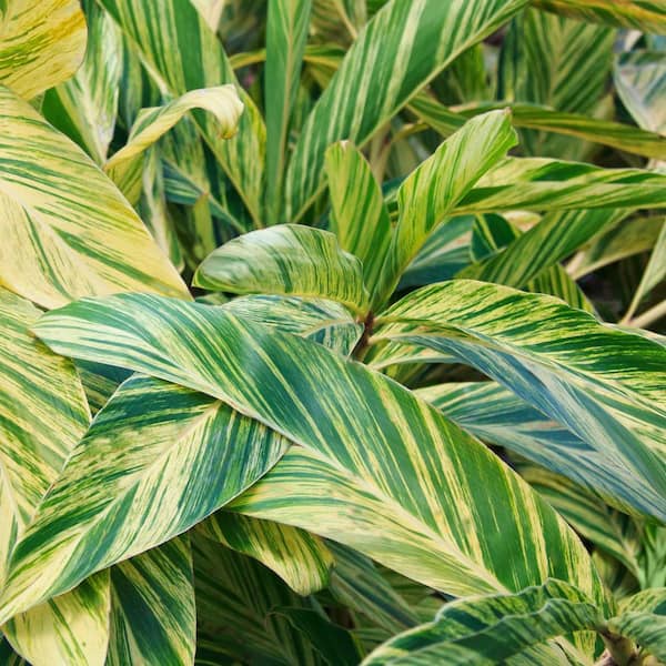 national PLANT NETWORK 3.5 in. Alpinia Variegated Ginger Perennial Plant with Yellow Flowers (3-Pack)
