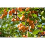 3 ft. Blenheim Apricot Bare Root Tree with Renowned Excellent Flavor