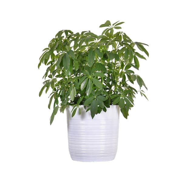United Nursery 10 in. Schefflera Plant in Deco Container