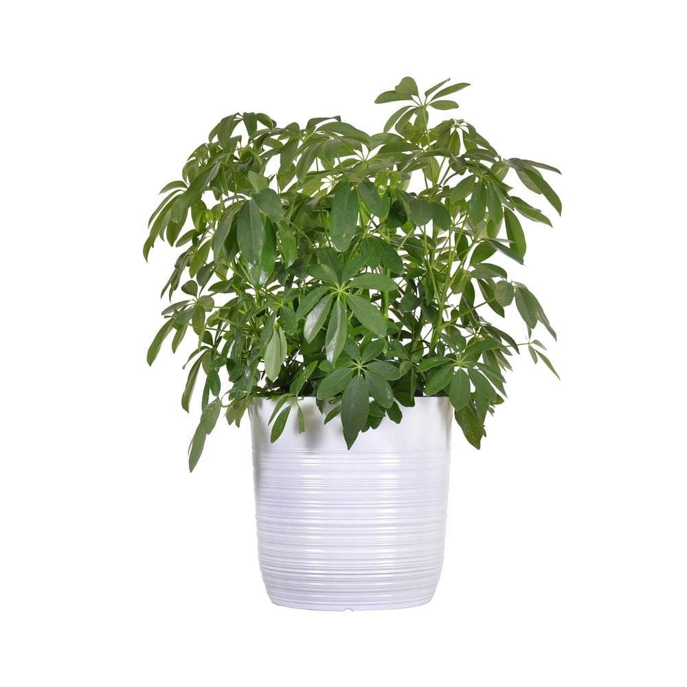 united-nursery-house-plants-