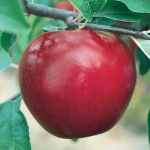 Delicious Red Standard Apple Potted Fruit Tree (1- Pack)