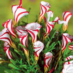 Candy Cane Sorrel Plant Dormant Spring Flowering Bulbs (15-Pack)
