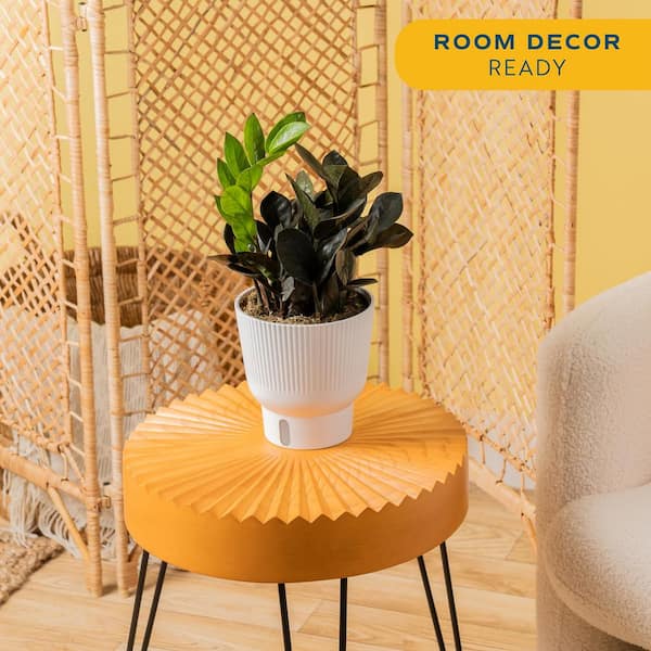Trending Tropical Raven ZZ Indoor Plant in 6 in. Self-Watering Planter, Average Shipping Height 1-2 ft. Tall