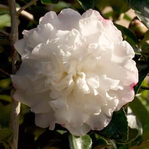 2 Gal. October Magic Snow Camellia(sasanqua) - Evergreen Shrub with White Blooms, Live Plant
