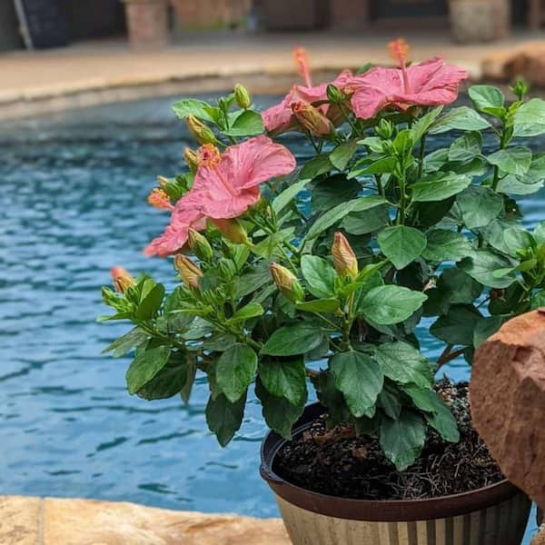 葉っぱbeautiful people Proven Winners 1 Gal. Hollywood Hibiscus First Lady Tropical