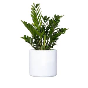 Live ZZ Plant Zamioculcas Zamiifolia in Premium 10 in. White Fiberglass Pot