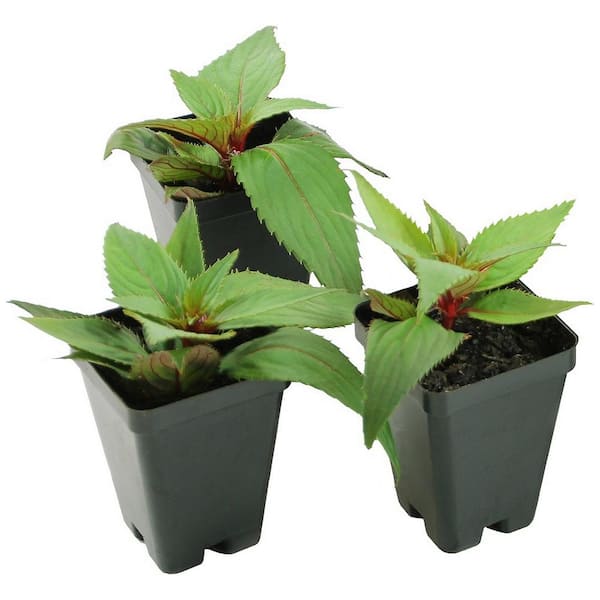 SunPatiens 2.5 In. Candylicious SunPatiens Impatiens Outdoor Annual Plant Combo with Peach, Purple, Red Flowers (3-Pack)