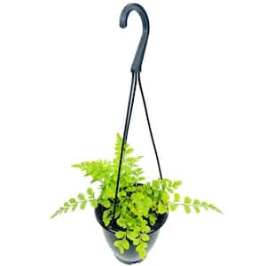 Austral Gem Fern Hanging Basket - Live Plant in a 4 in. Hanging Pot - Asplenium Parvati - Rare and Exotic Ferns