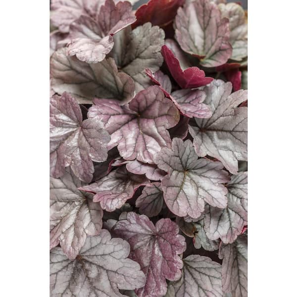 PROVEN WINNERS 4.5 in. Qt. Dolce Silver Gumdrop Coral Bells (Heuchera) Live Plant, Silver Foliage and Pink Flowers
