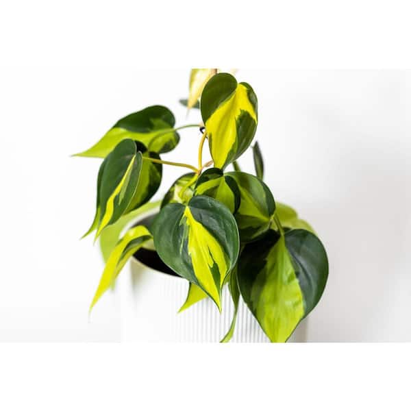 Wekiva Foliage Thai Sunrise Philodendron and Soil Mix Combo-Live Plant in a 4 in. Pot with 1-Quart HousePlant Soil Mix