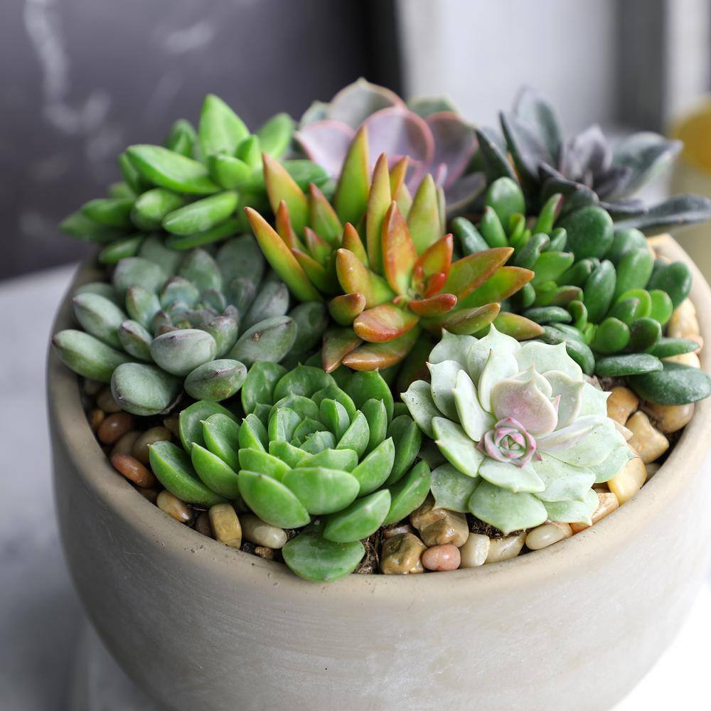 6-Pack Multicolor Mini Succulents in Plastic Pots for Indoor/Outdoor Decor