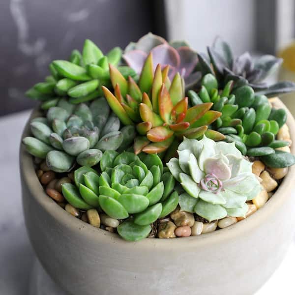 Best Succulents Ideas Arrangement, Best Buy Wholesale, Assorted Tray for  Your Mini Succulent Garden DIY Project. 