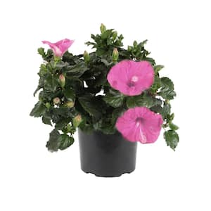 Pink Premium Hibiscus Tropical Live Outdoor Plant in 1 Gal. Grower Pot, Avg. Shipping Height 18 in. to 24 in.