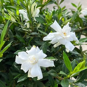 #1 Container Everblooming Gardenia Shrubs (4-Pack)