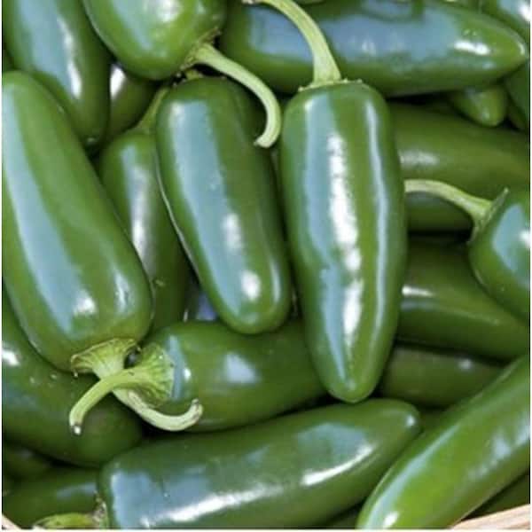 PROVEN WINNERS Mucho Nacho Jalepeno, Live Plant, Vegetable, 4.25 in. Grande