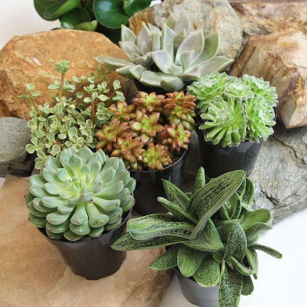 Altman Plants Pet Safe Succulent in 3.5 in. Grower Pots (6-pack)