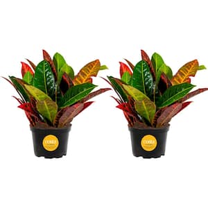 Croton Petra Indoor Plant in Grower's Pot, Average Shipping Height 1-2 ft. Tall (2-Pack)