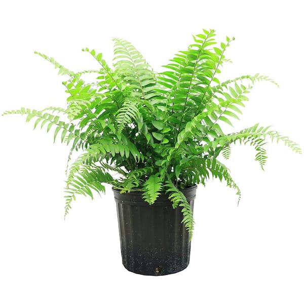 Pure Beauty Farms 1.9 Gal. Macho Fern Plant in 9.25 in. Grower Pot